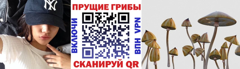 Псилоцибиновые грибы Magic Shrooms  наркошоп  Пестово 